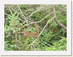Squirrel - Western Brook Pond * 2592 x 1944 * (2.49MB)